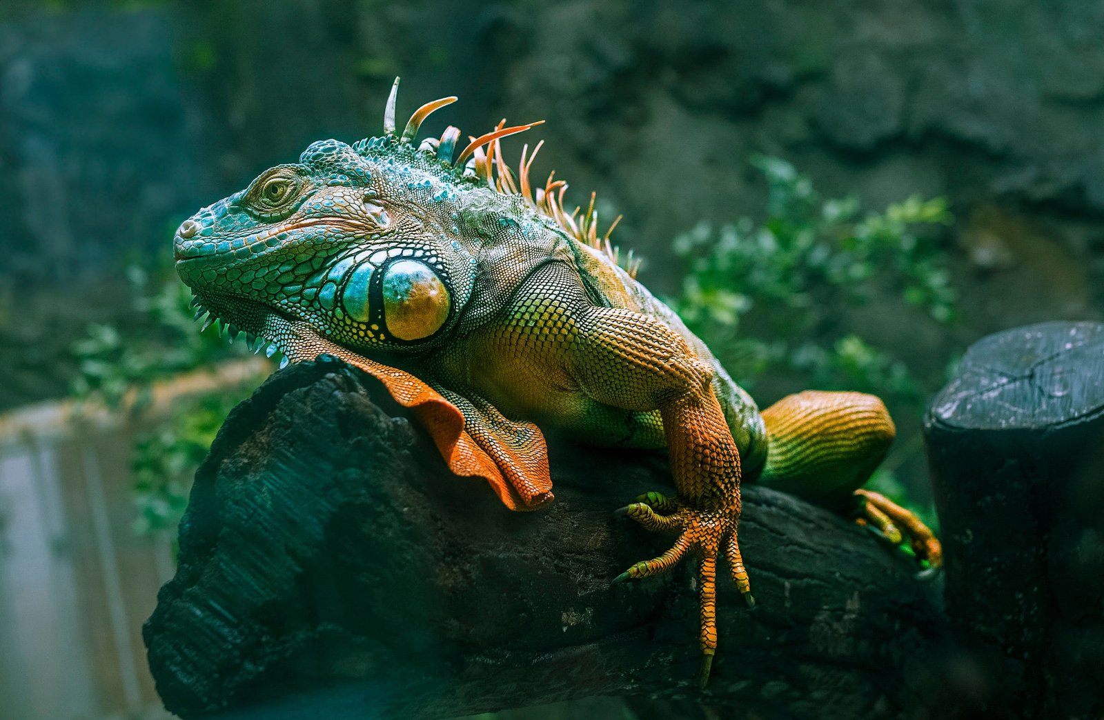 Reptile enclosure